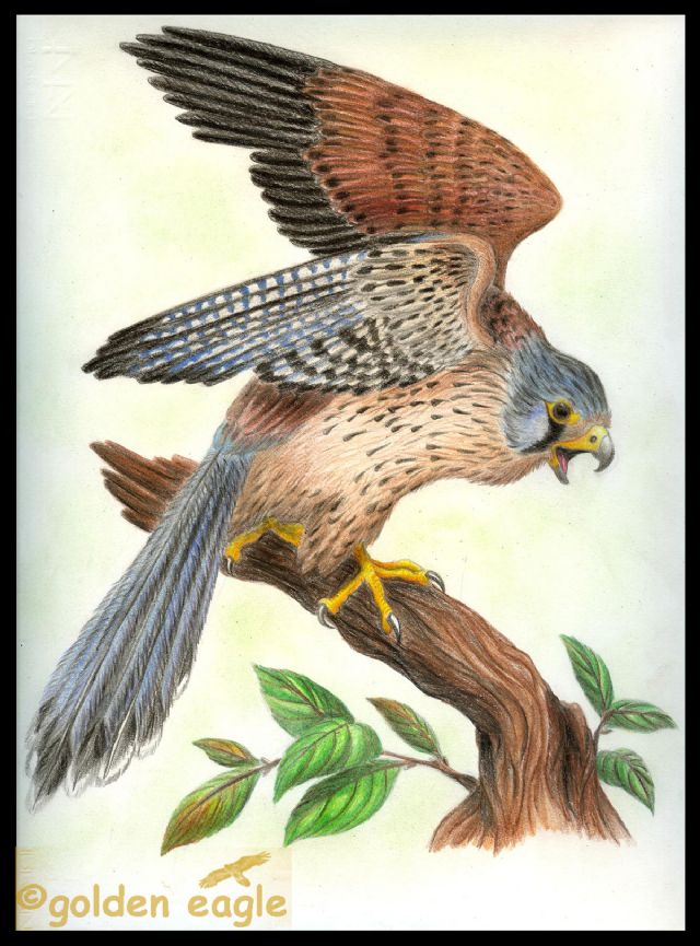 Gheppio